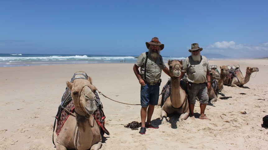 Ken Toll and a mate with a team of camels that does tourist rides along Lighthouse Beach near Port Macquarie.
