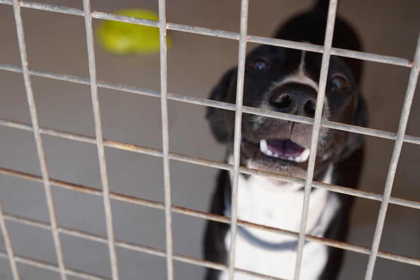 A young black dog looks up at the camera. It's in a cage in an animal shelter