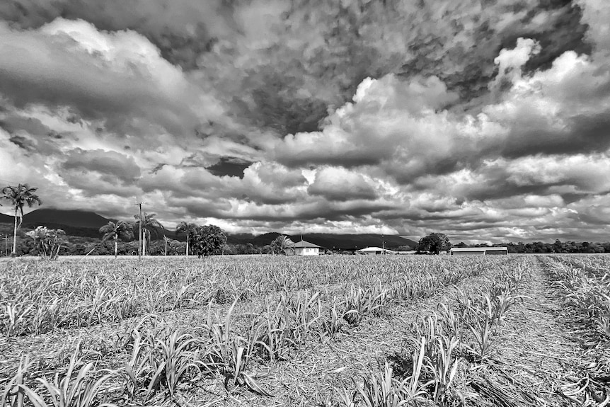 moody monochrome of a cane field with clouds.