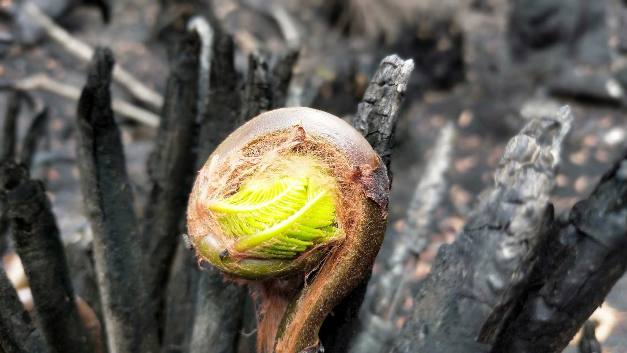 Want to help the bushfire recovery? This citizen science project is ...