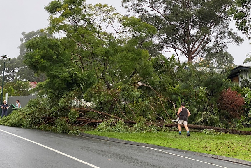 Un homme avec une scie marchant vers un grand arbre au bord d'une route à Buderim après la tempête du matin