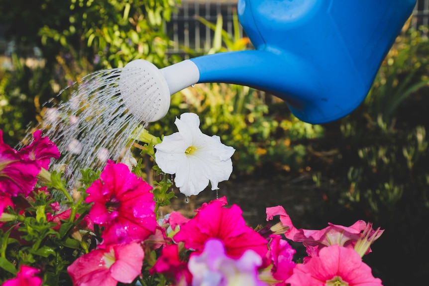 Watering during a drought