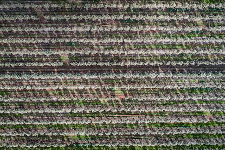 An aerial shot of lines of olive trees seen directly from above.