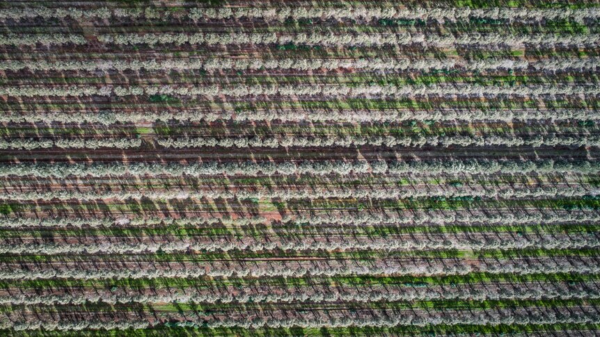 An aerial shot of lines of olive trees seen directly from above.