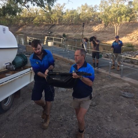 Fisheries workers removing Murray Cod