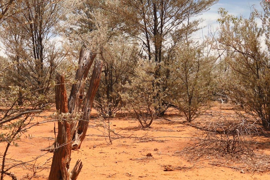 Mulga trees growing in paddock in western Queensland
