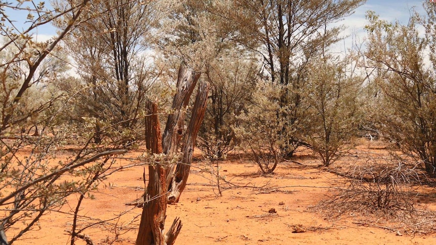 Mulga trees growing in paddock in western Queensland