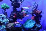 A fish tank with dark blue lighting and a number of different species of colourful fish and coral.
