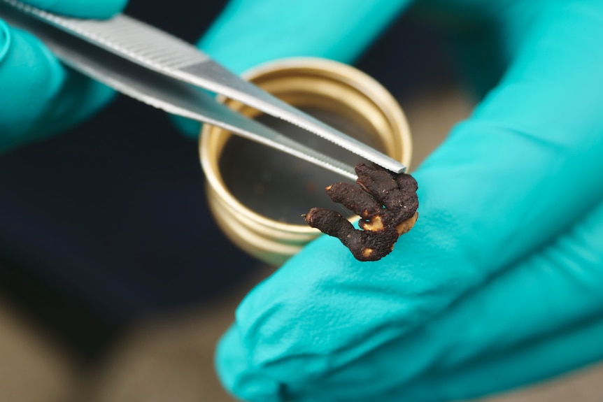 A pair of tweezers holding part of a tree tree finger fungus, a small brown coloured mushroom.