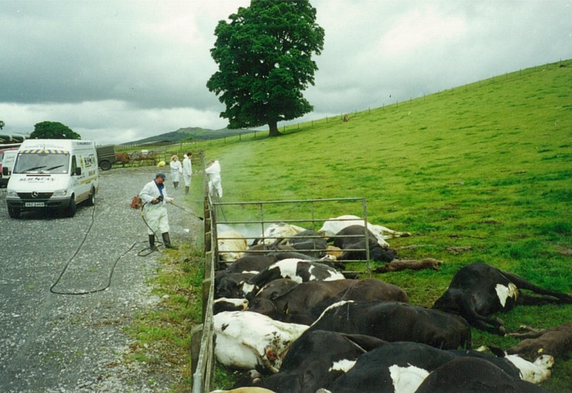 Dead cows being sprayed with disinfectant on a farm.