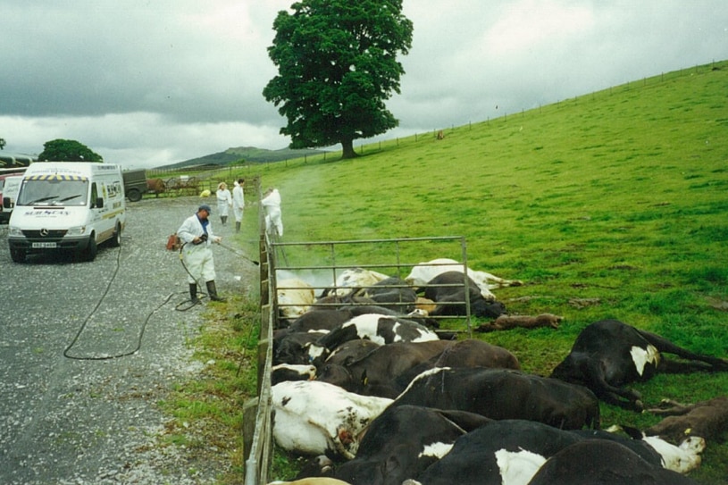 Dead cows being sprayed with disinfectant on a farm.