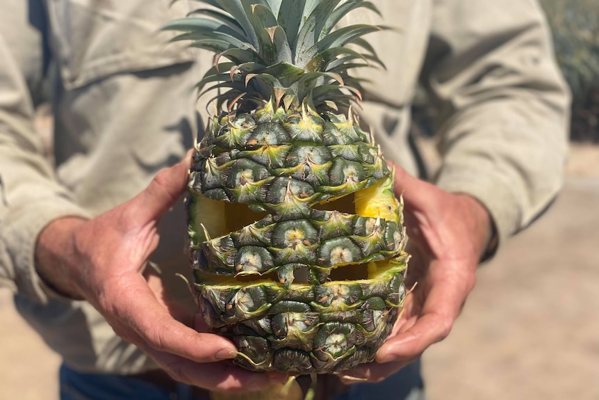 A pineapple carved into a Halloween lantern.