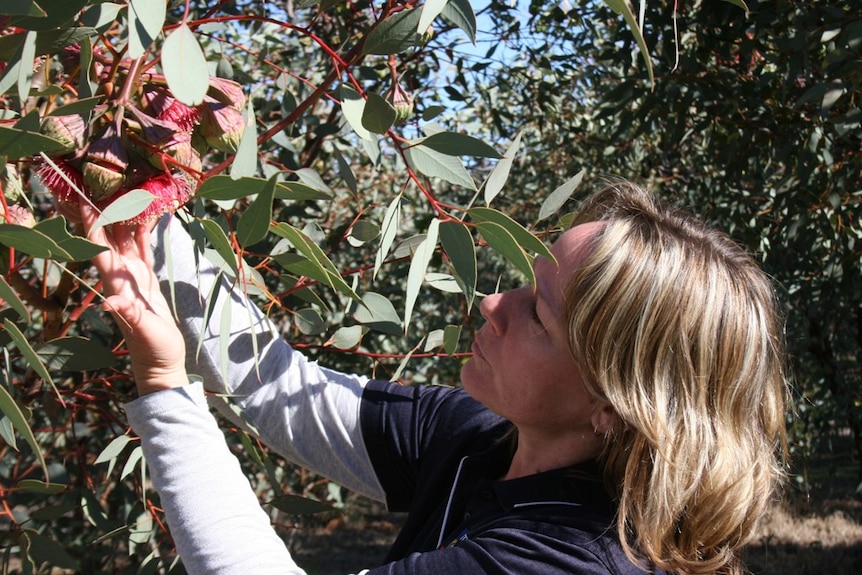 Dr Kate Delaporte, lead researcher from the Ornamental Eucalypt Development Program at the University of Adelaide