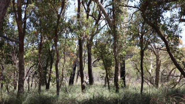 Bushland in Marlee Reserve.