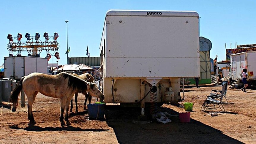 A horse rests beside a van next to sideshow alley at the Mt Isa Rodeo.