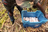 a man places crocodile eggs in a  blue bucket.