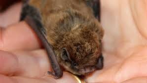 Micro bat discovery
