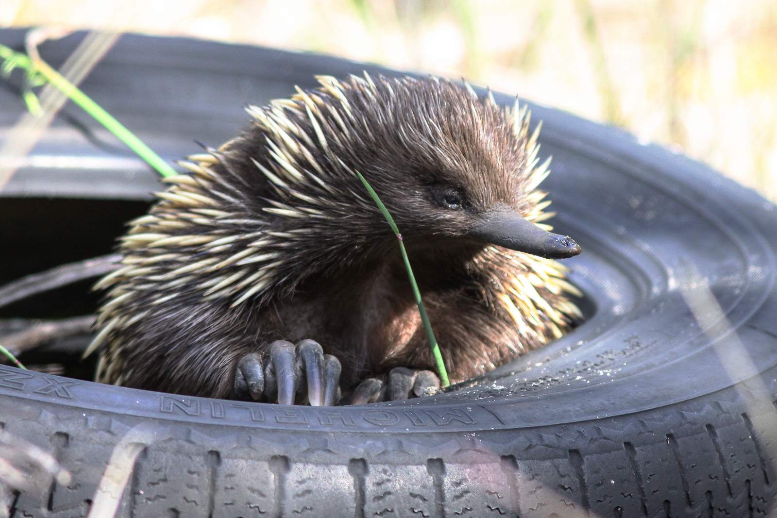 Researching the enigmatic echidna, one of the oldest surviving mammals ...