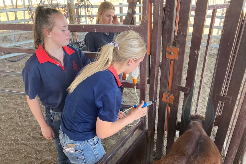 Schoolgirls are pictured vaccinating a cow.