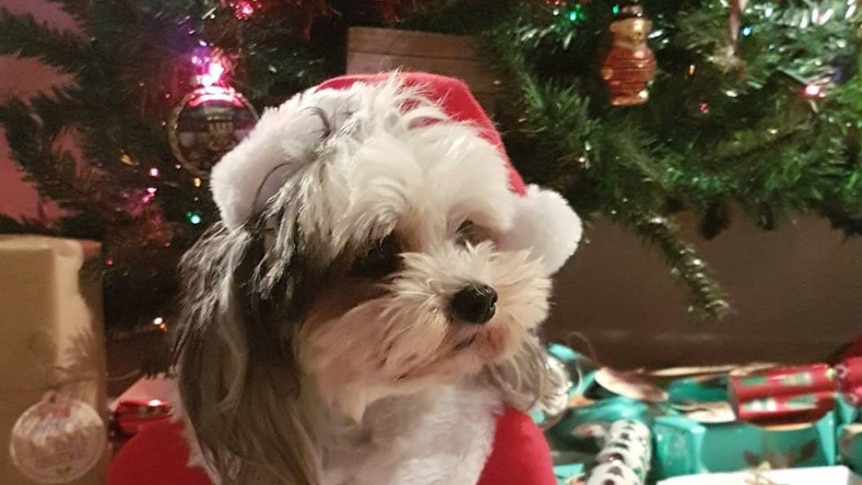 A dog dressed in a Santa costume sits near a Christmas tree.