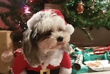 A dog dressed in a Santa costume sits near a Christmas tree.