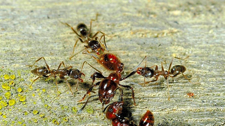 Argentinian ants attacking New Zealand native ant