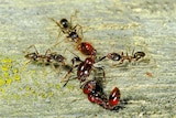 Argentinian ants attacking New Zealand native ant