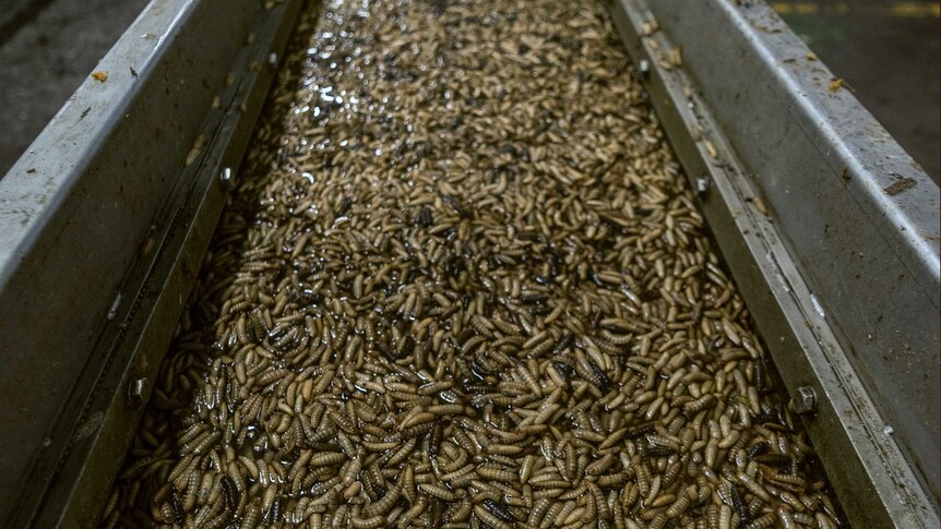 A production line conveyor belt processing maggots.