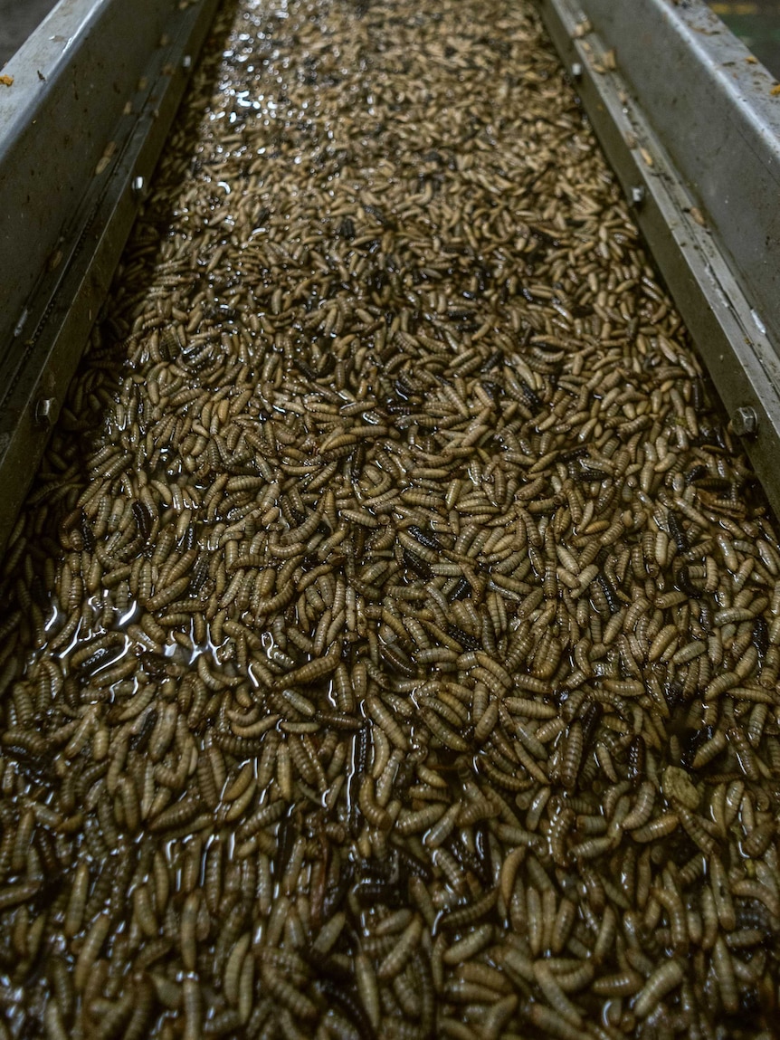 A production line conveyor belt processing maggots.