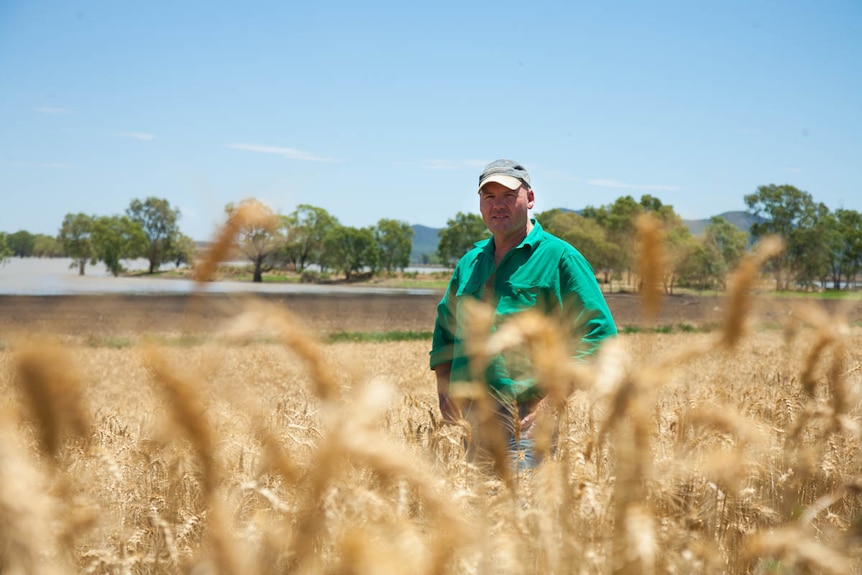 A man in a green shirt and cap with wheat in the foreground and him in the mid ground standing in the crop