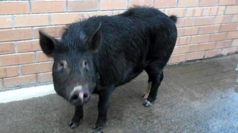 Black pig, Denmark