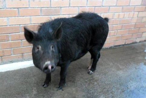 Black pig, Denmark