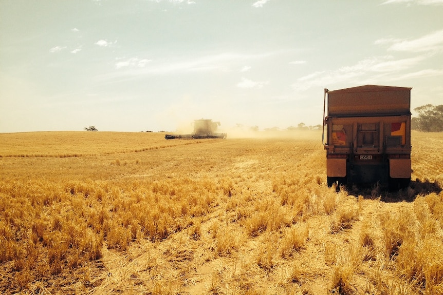 Header operating outside Ouyen in the Victorian Mallee