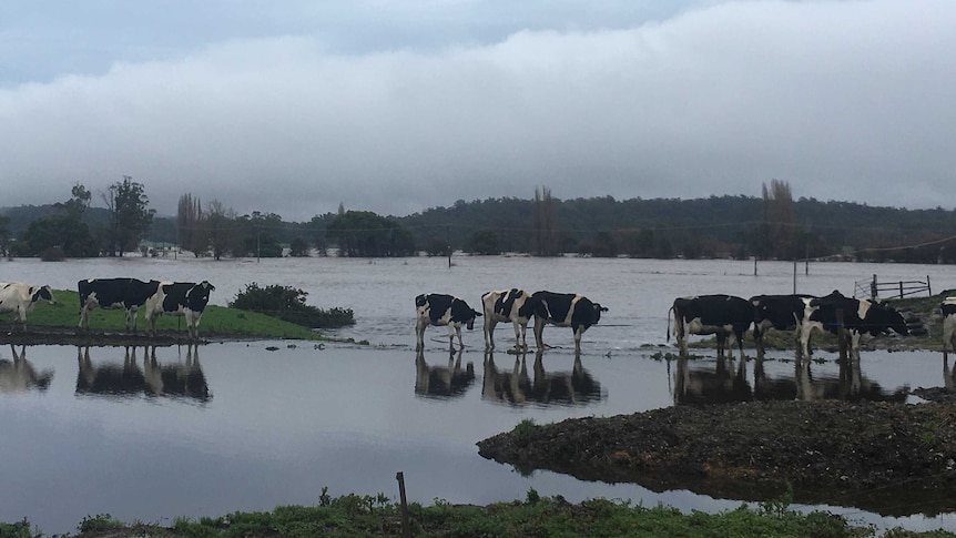 Cows trapped by floods