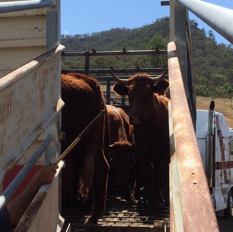 Cows loaded onto truck