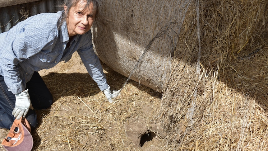 Lesley leans next to a burrow