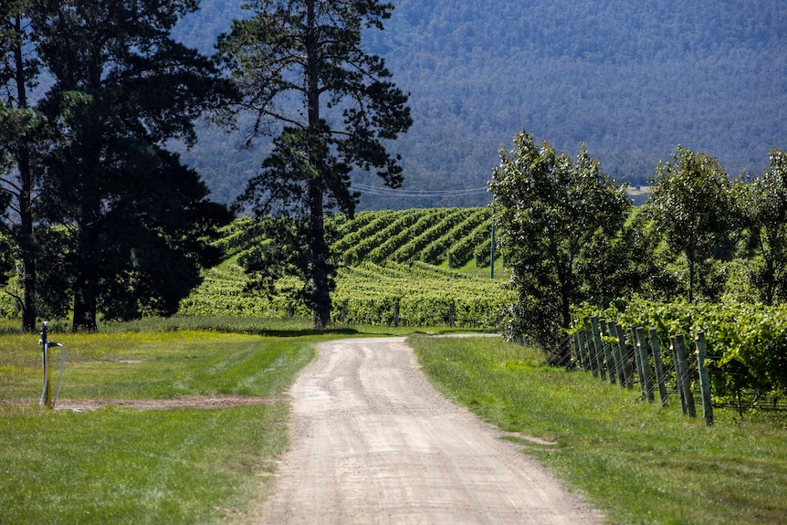 a dirt road winds through a vineyard