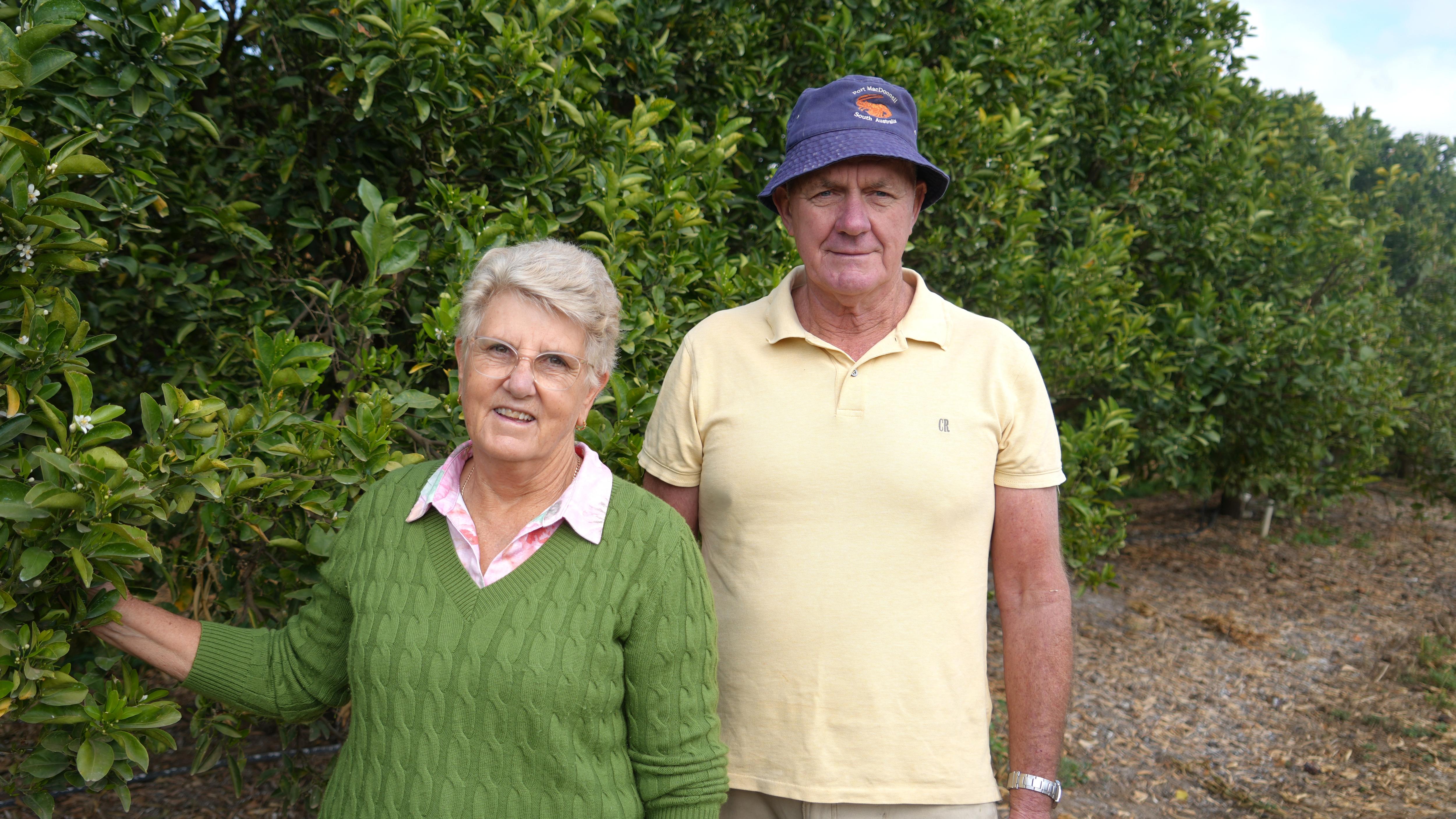Australian citrus growers miss out on millions without US export markets - ABC News & Headlines – Australian Broadcasting Corporation