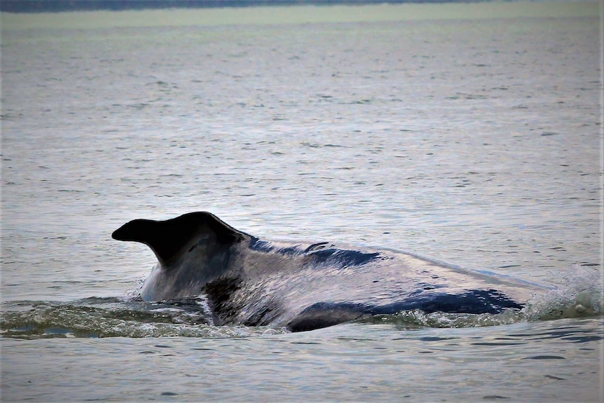 A bent or collapsed dorsal fin of a humpback whale above the sea surface. Murky brackish water.