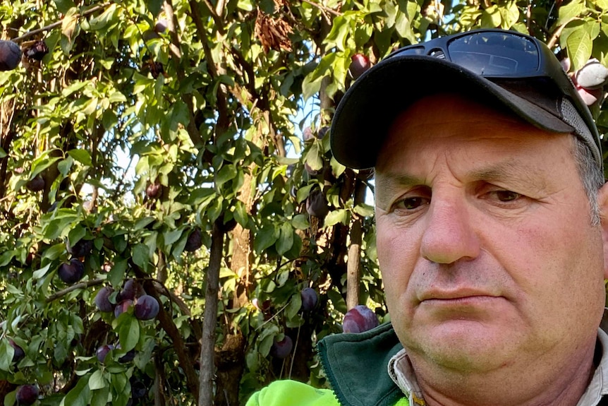 A man is standing in an orchard with plums behind him