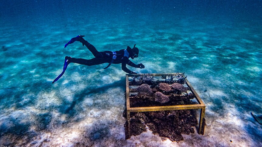 Dưới làn nước trong xanh, một thợ lặn mặc chân chèo, mặc bộ đồ lặn và lặn với ống thở, bơi gần rạn san hô được bao phủ trong một khung màu vàng.
