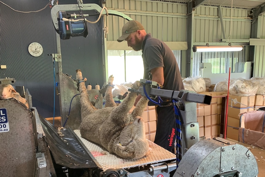 Photo of a man shearing a sheep.