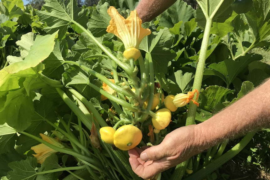 Hands holding up a button squash plant, representing a DIY vegetable garden that doesn't require a backyard.