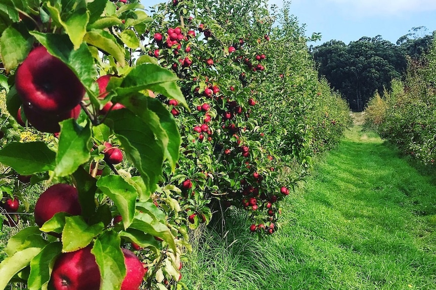 Organic apples on trees at a Huon Valley orchard in Tasmania