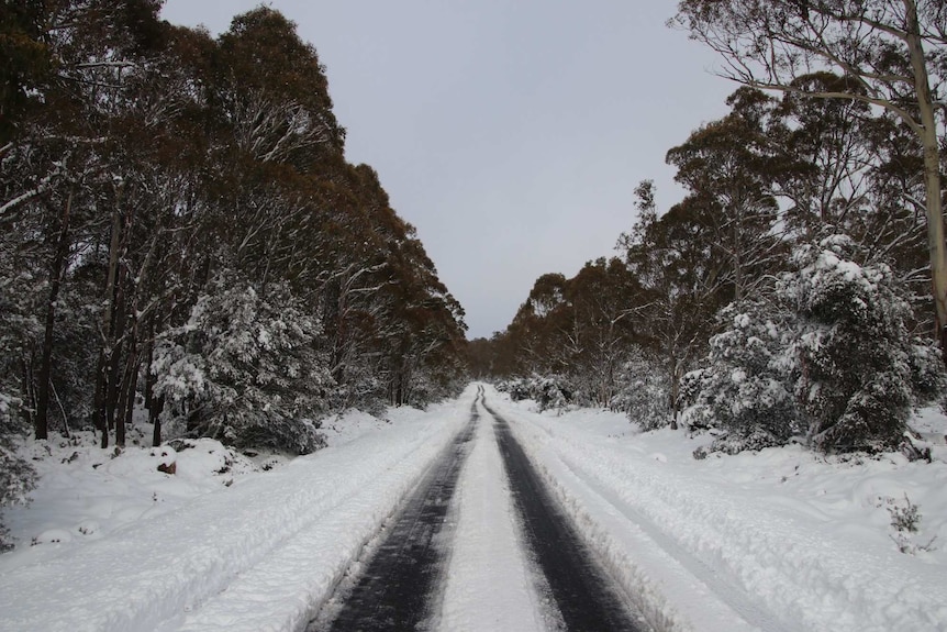 Snow covers the road and trees in Tasmania's Central Highlands