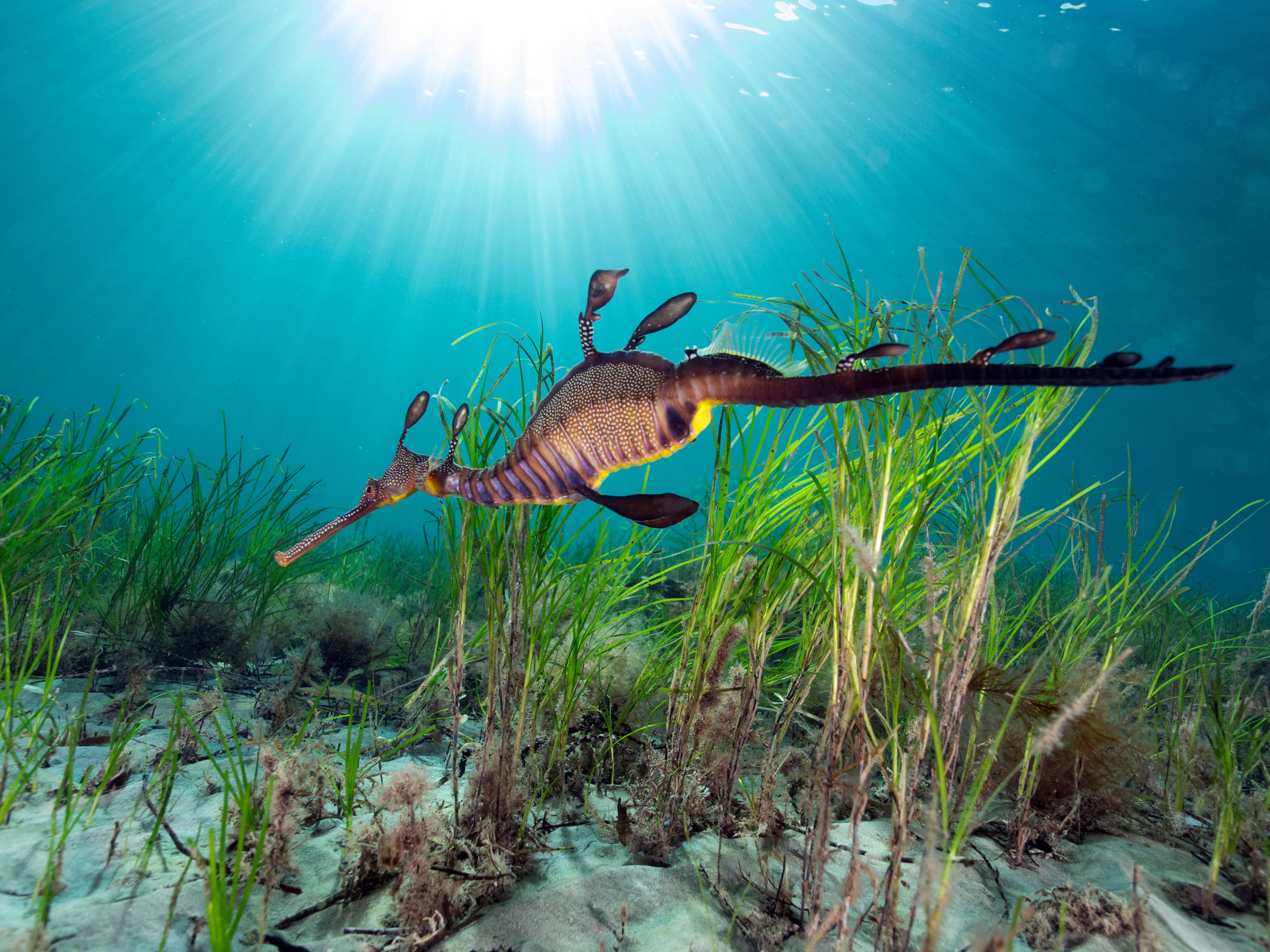 A weedy seadragon swims near some seagrass as sunlight filters through to the ocean floor.