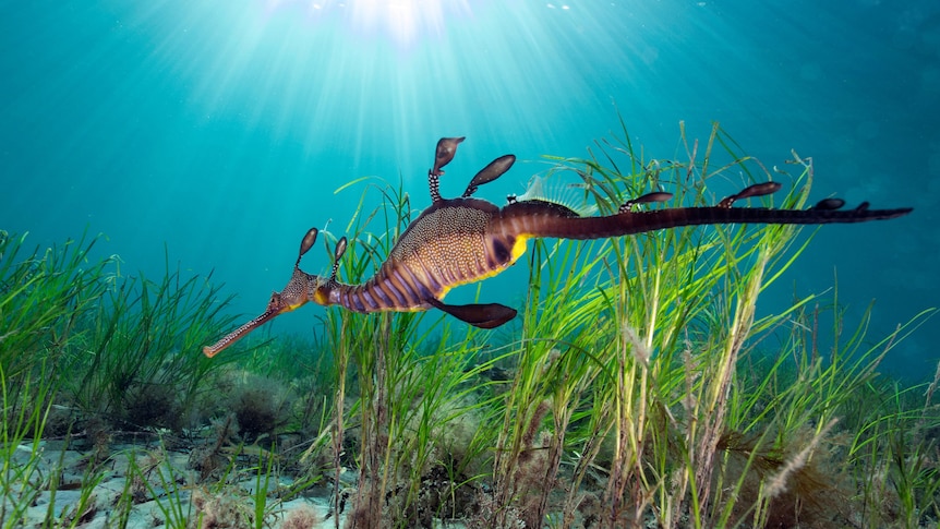 A weedy seadragon swims near some seagrass as sunlight filters through to the ocean floor.