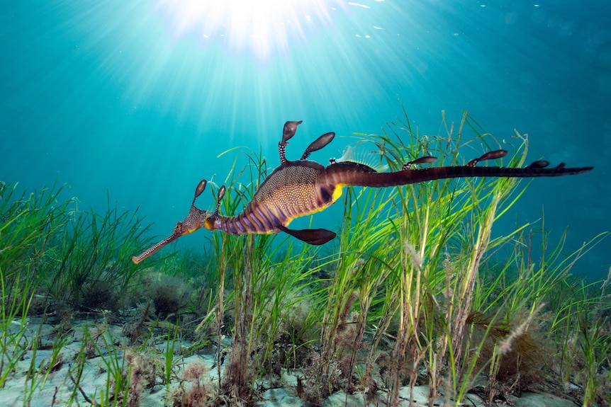 A weedy seadragon swims near some seagrass as sunlight filters through to the ocean floor.