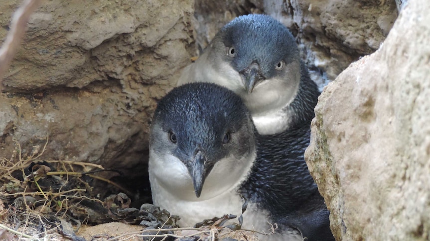 Two little penguins sitting side by side