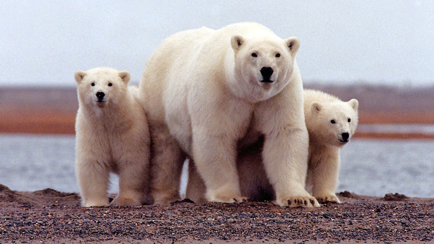 A polar bear keeps close to her young along the Beaufort Sea coast in Arctic National Wildlife Refuge.